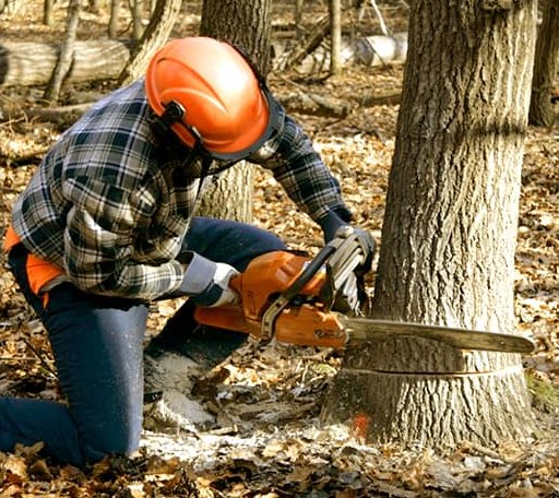 Tree Removal in Campbell, AL